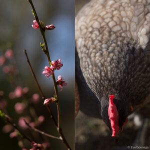 Diptyque poule grise + fleurs de pêcher