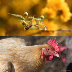 Diptyque poule + forsythia