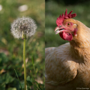 Diptyque poule + pissenlit en graines