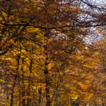 foret fontainebleau automne or