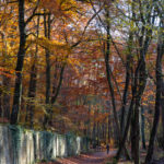 foret fontainebleau automne or