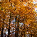 foret fontainebleau automne or