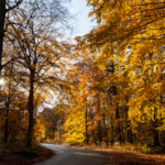 foret fontainebleau automne or