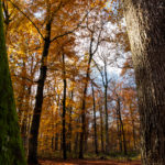 foret fontainebleau automne or