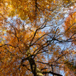 foret fontainebleau automne or