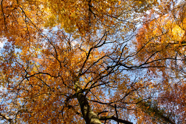 foret fontainebleau automne or