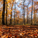 foret fontainebleau automne or