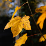 feuille jaune automne