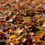 feuilles rousses automne