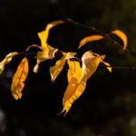 feuilles rousses automne