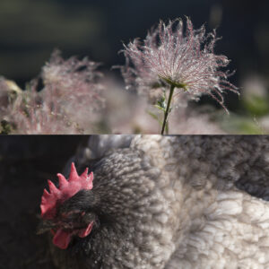 Diptyque poule grise + fleur évanescente