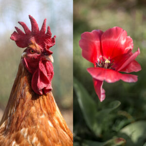 coq roux tulipe rouge