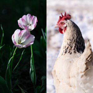 poule blanche tulipe