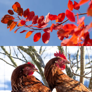 poule feuillage rouge