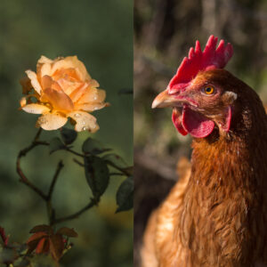 poule rousse rose jaune