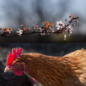 poule rousse fleur prunier