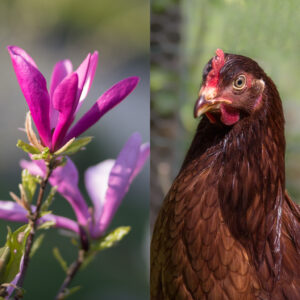 poule rousse fleur magnolia rose fuschia