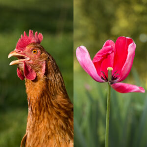 poule rousse tulipe rose fuschia