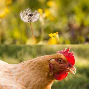 poule pissenlit primevère