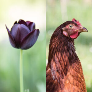 poule tulipe noire