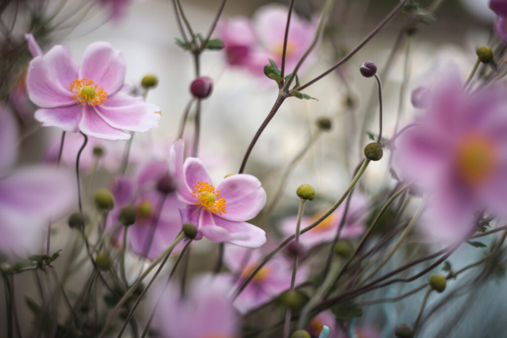 anemones japon